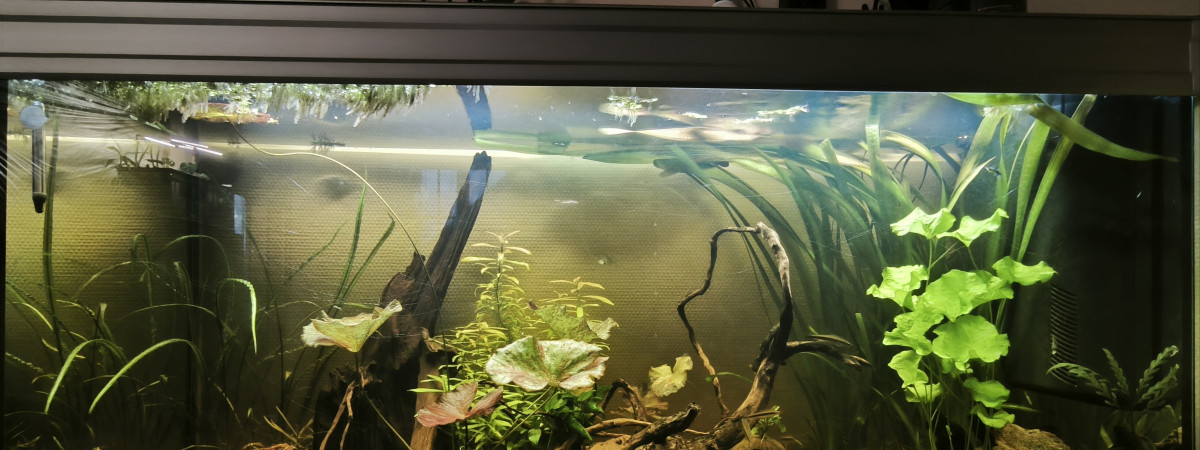 aquarium Channarium