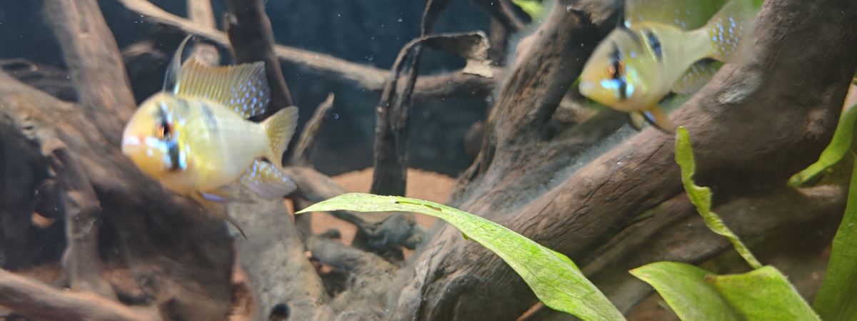aquarium Biotope Amazonie