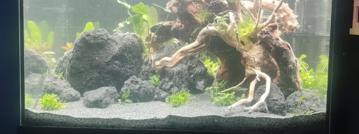 aquarium Nouveau