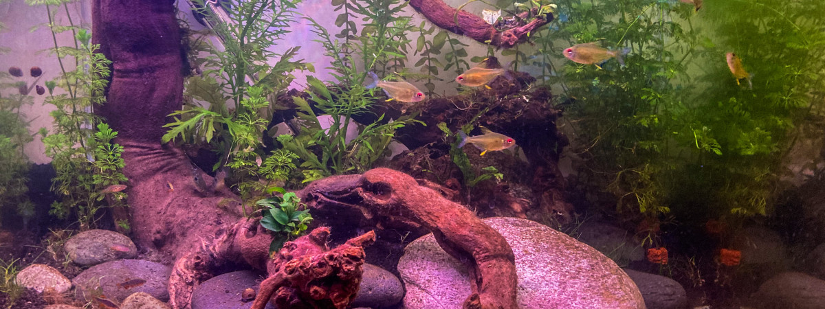 aquarium Rivière