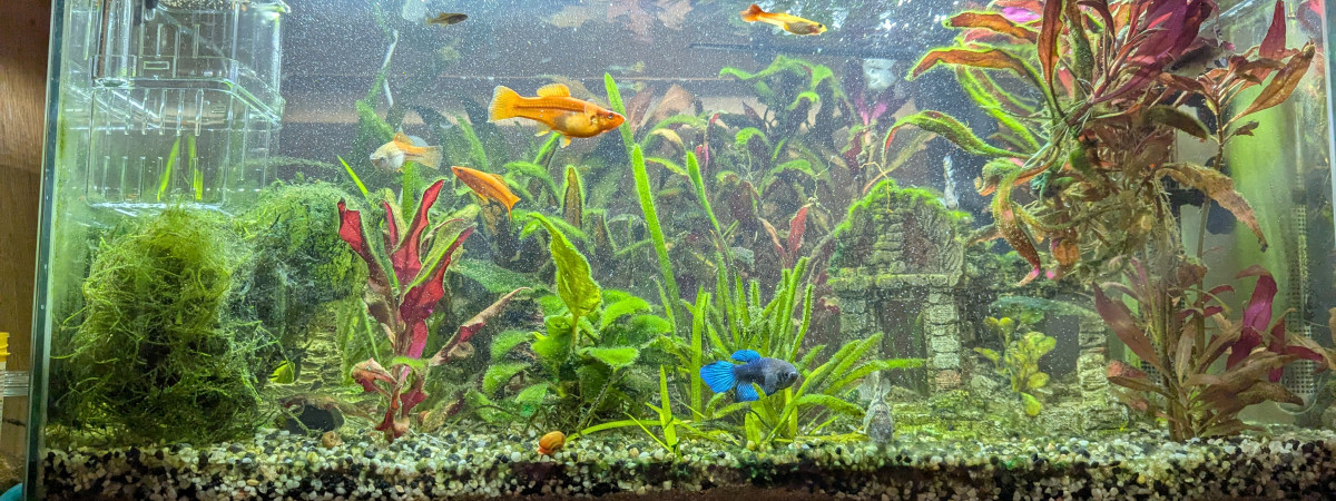 aquarium Premier aquarium