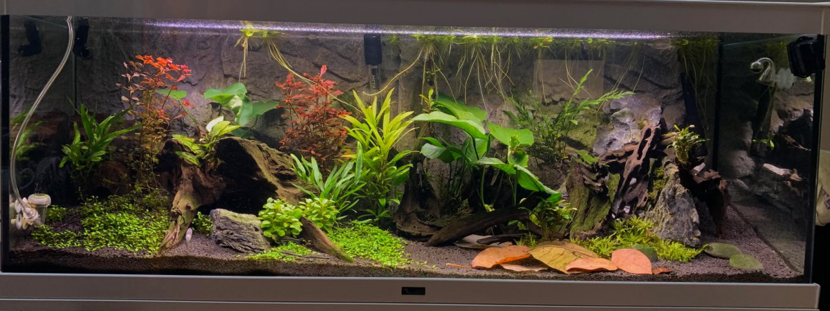 aquarium Bac communautaire Channa Andrao