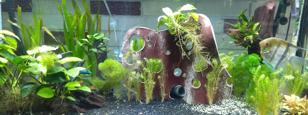 aquarium Salon