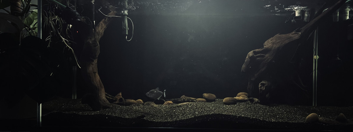 aquarium Piranha