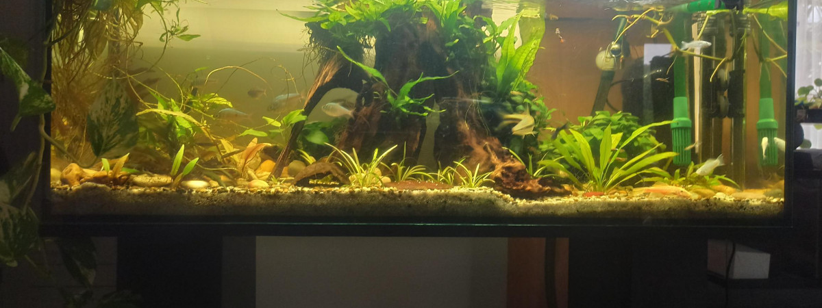 aquarium 120L
