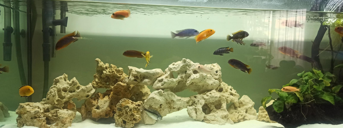 aquarium 500L