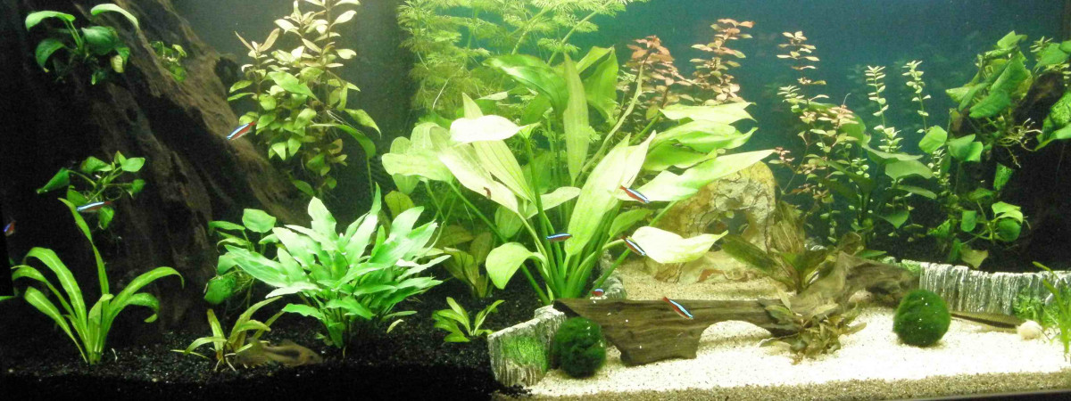 aquarium 200L