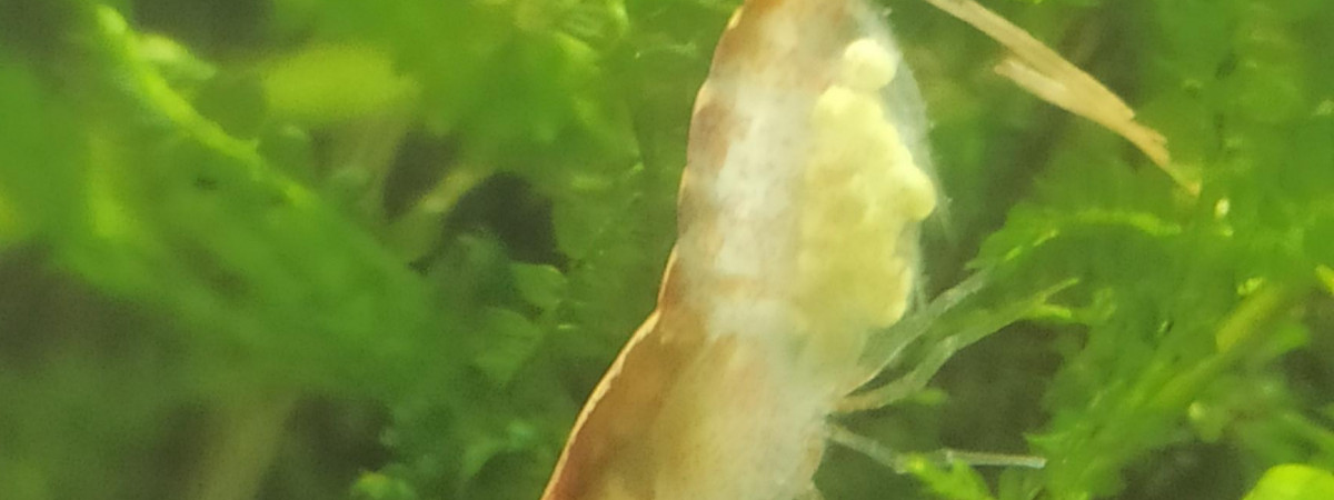 aquarium 60L
