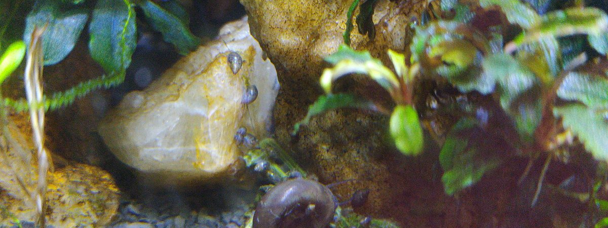 aquarium 30L nano