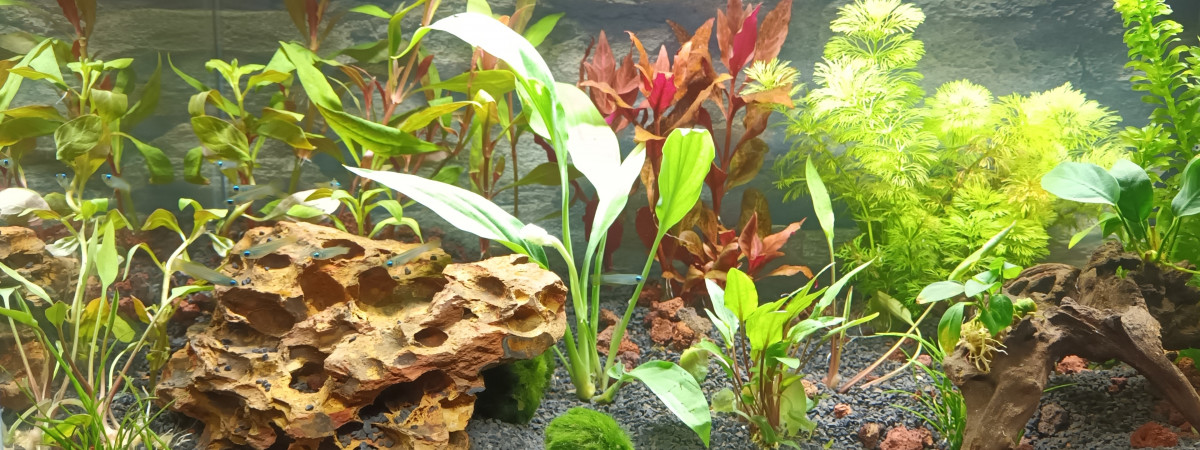 aquarium Salon