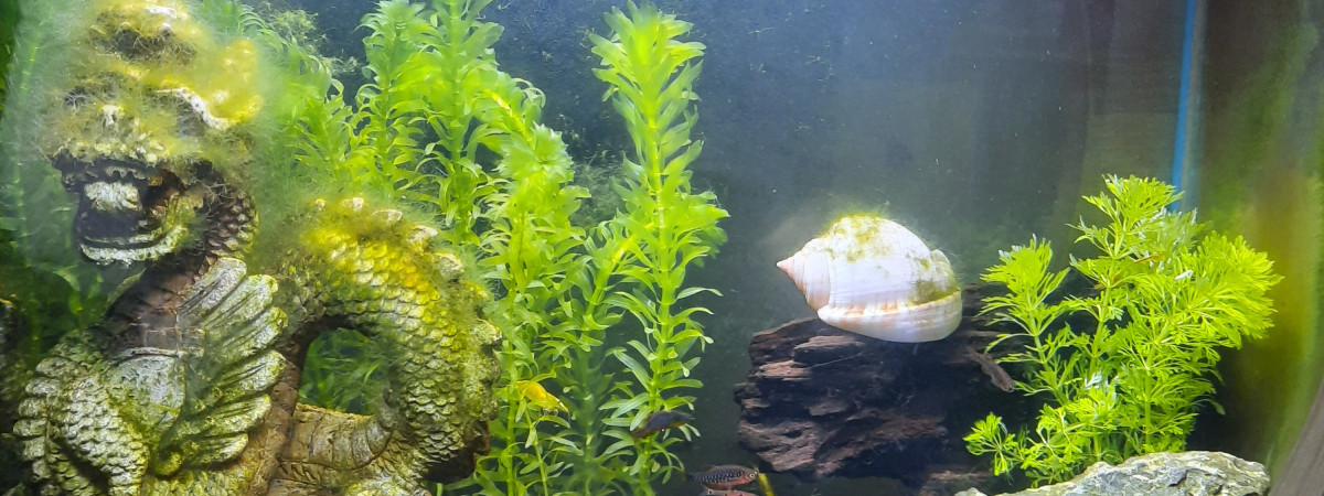 aquarium Dragon
