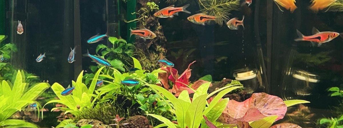 aquarium 70 litres