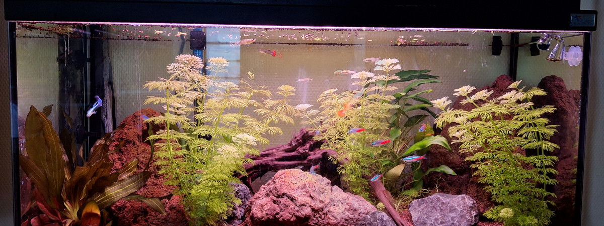 aquarium Aquarium 90L