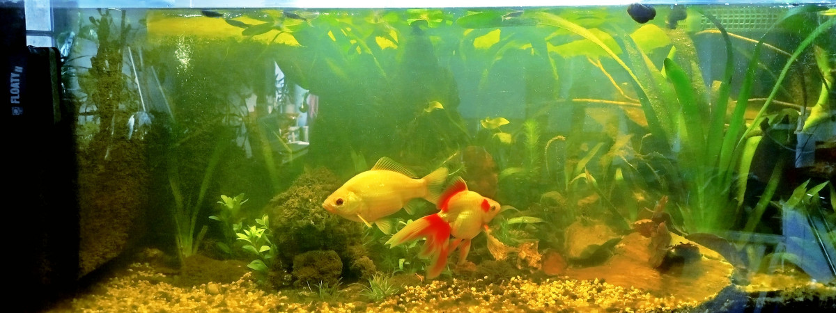 aquarium communautaire eau tempérée