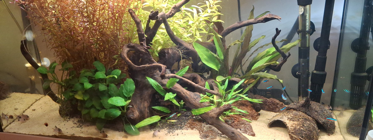 aquarium 100L