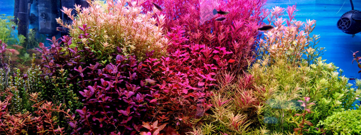 aquarium Aquatlantis Sublim 100