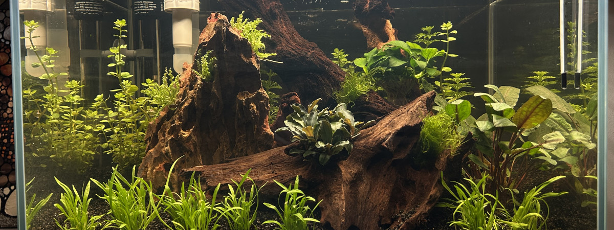 aquarium Aqua 01