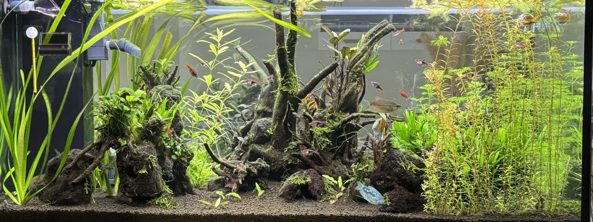 aquarium Eheim  Incpiria 430