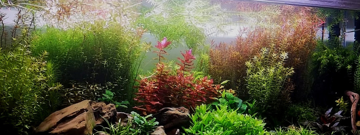 aquarium Mon ancien aquarium