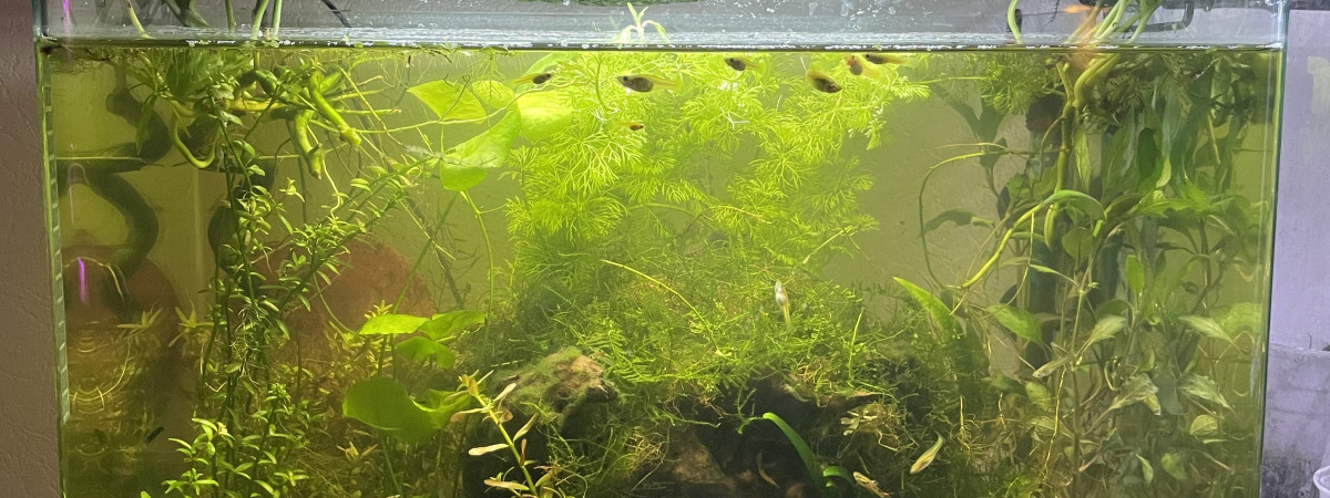 aquarium Low tech
