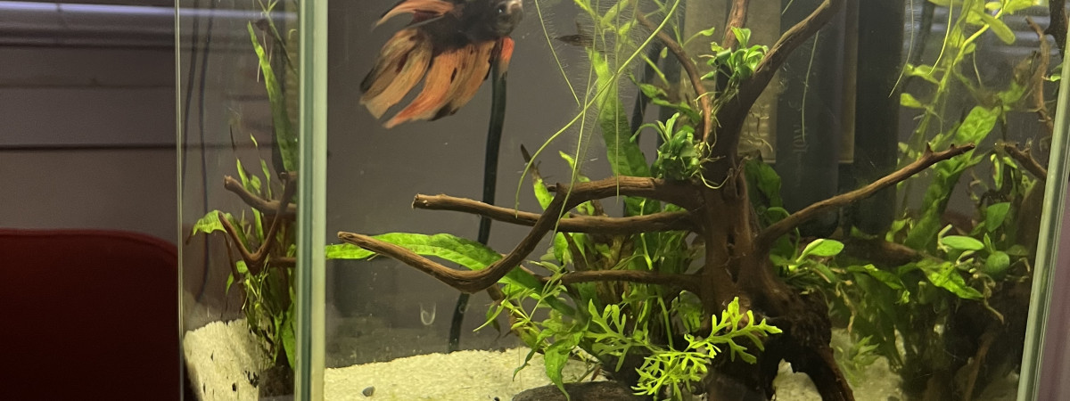 aquarium nano