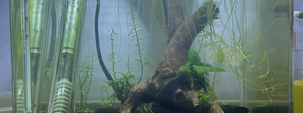 aquarium Crevettes red cherry