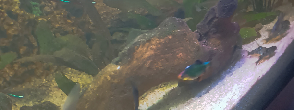 aquarium RimKs Familly