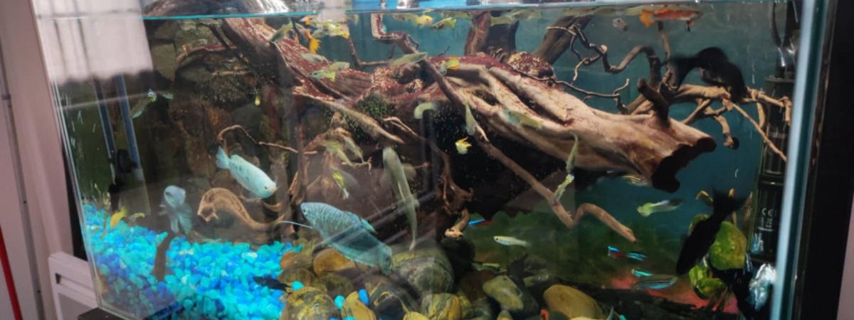aquarium Aquarium