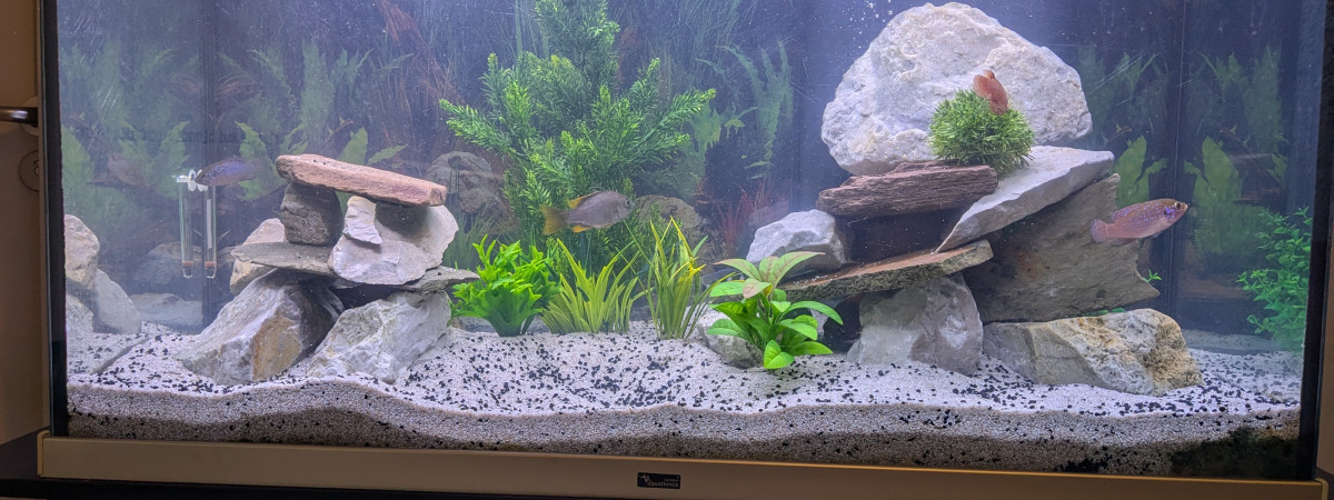 aquarium Ciclhidee