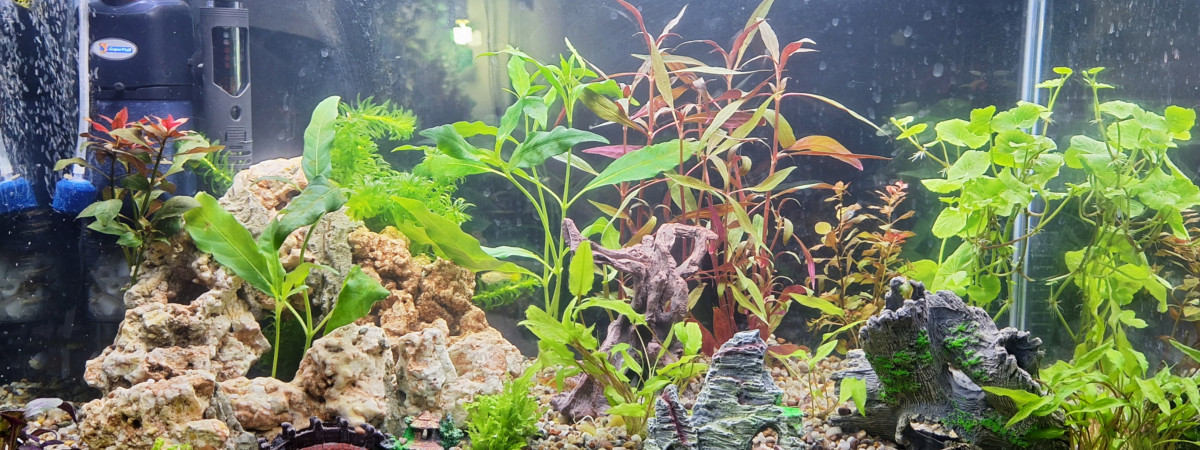 aquarium Mon aquarium