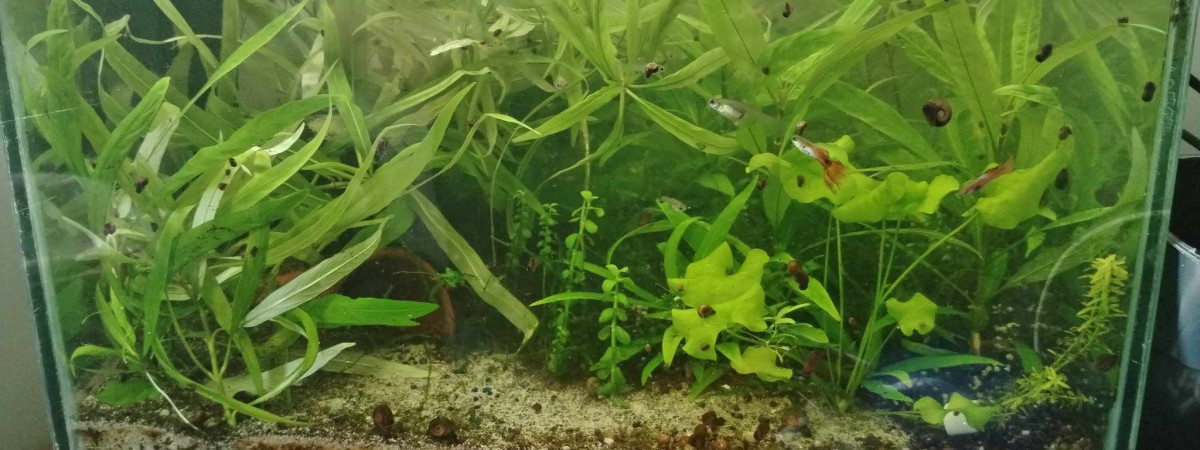 aquarium guppy 1