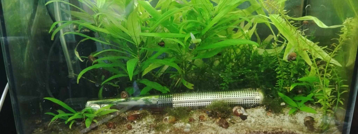 aquarium guppy 2