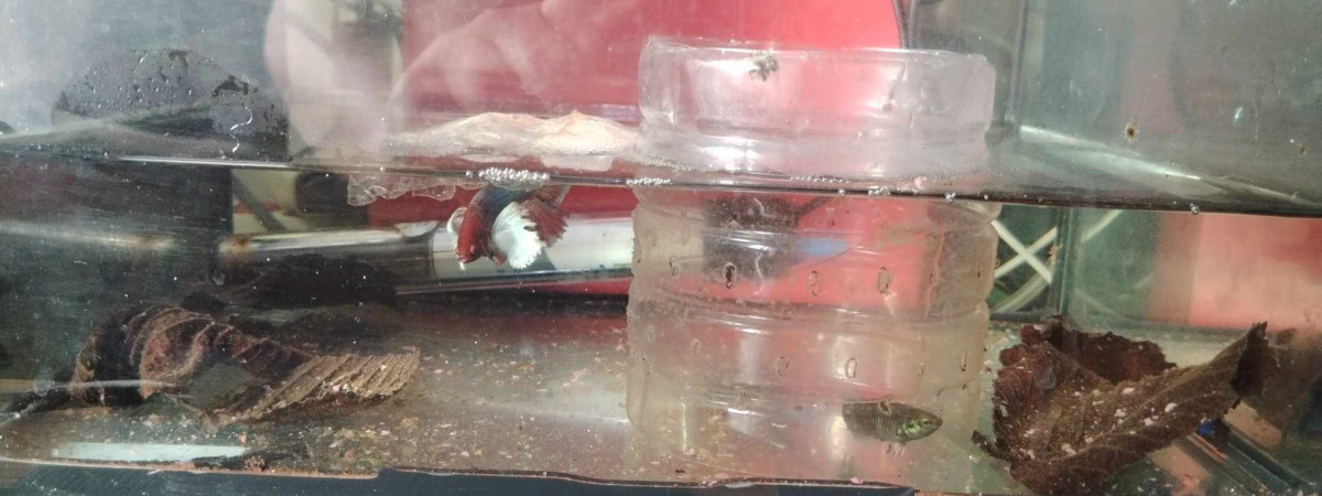 aquarium betta