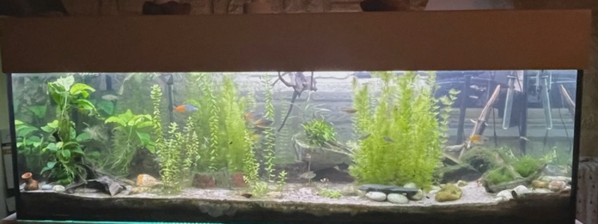 aquarium Aquarium 700 litres