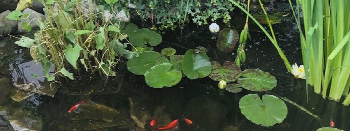 aquarium Bassin 1000 litres