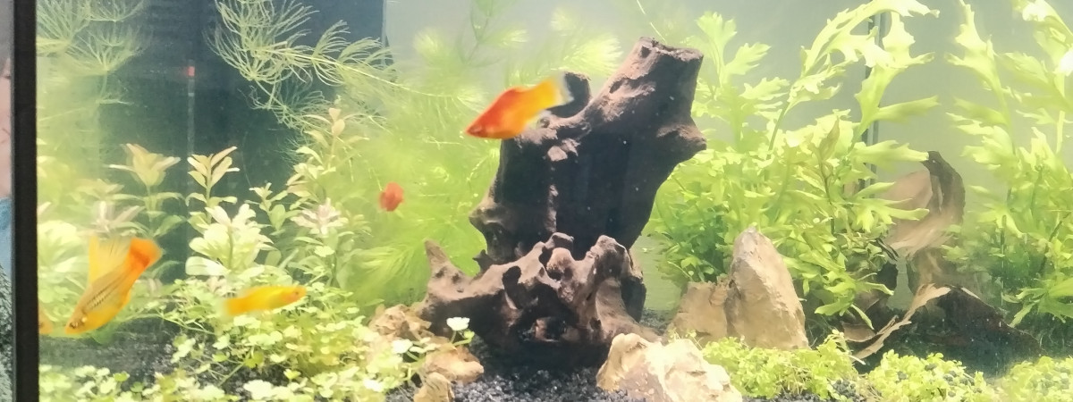 aquarium Starter 60 l