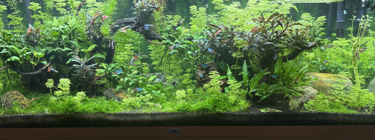 aquarium Ender