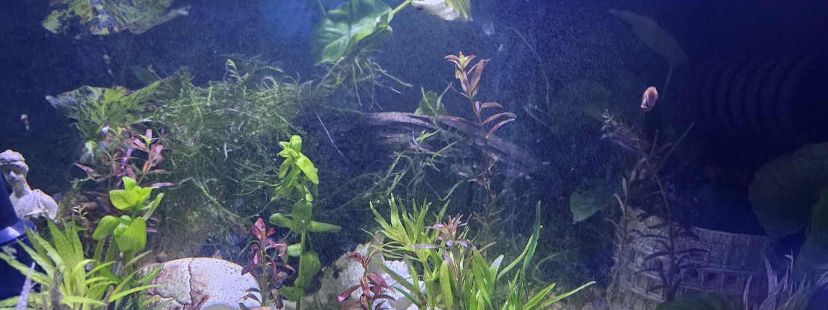 aquarium Bac 100litres
