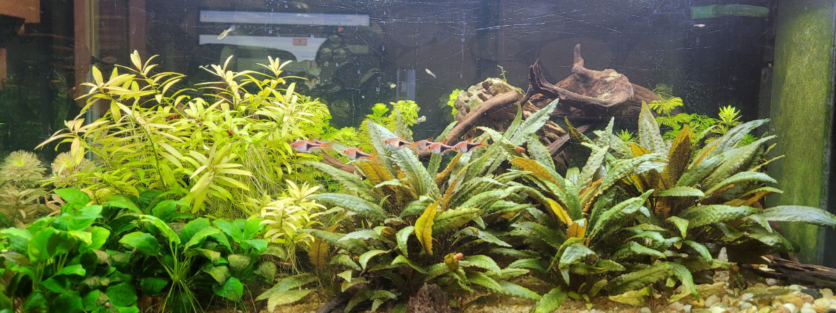 aquarium Le 200 litres