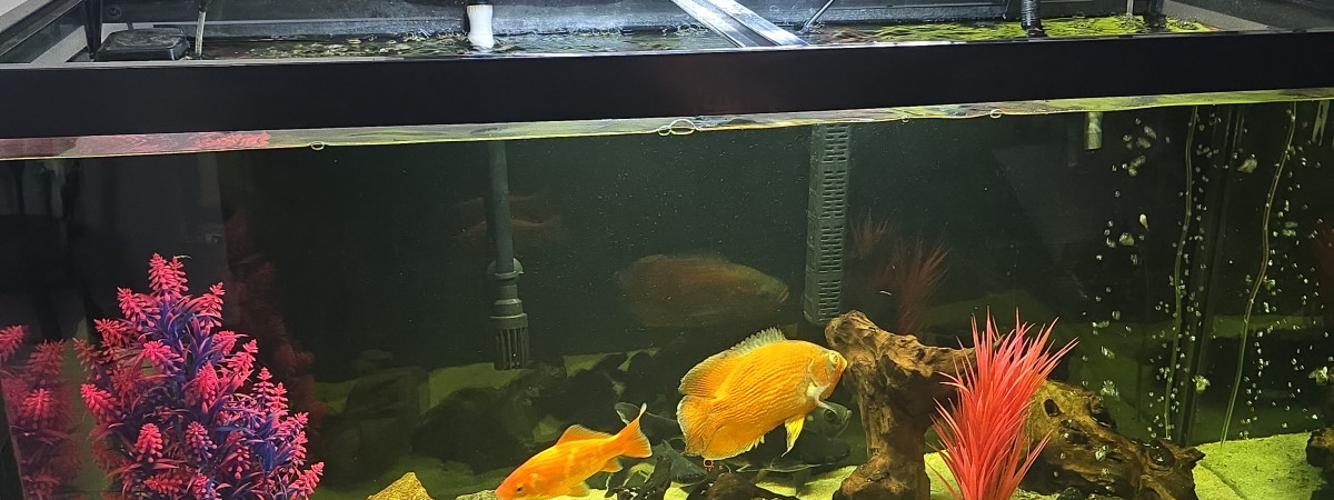 aquarium 100 gallons