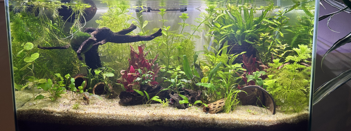 aquarium Bornéo