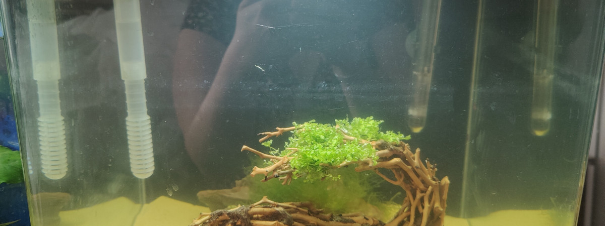 aquarium Deuxième essai