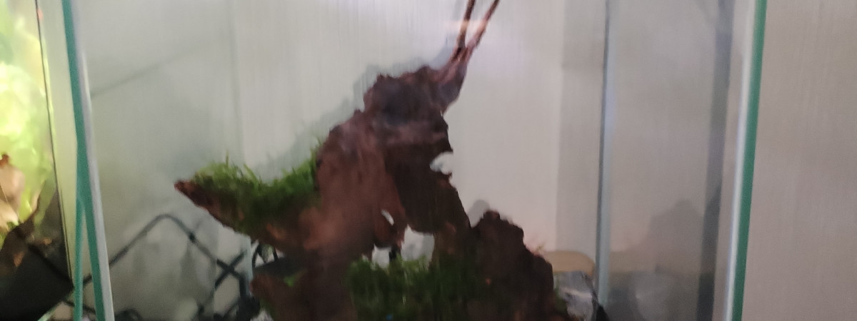 aquarium Crevette land