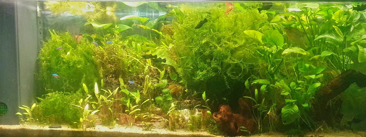 aquarium 240 l