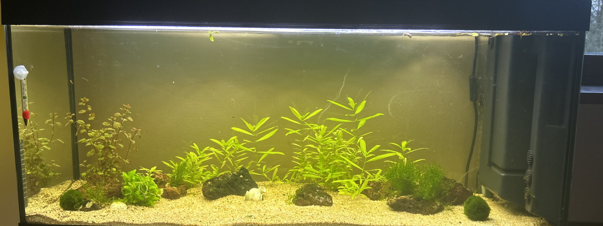 aquarium My first