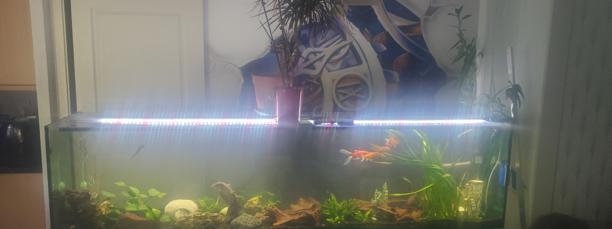 aquarium 450L PR low tech