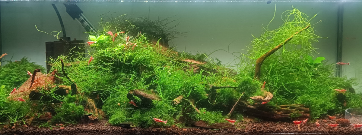 aquarium Galaxy red
