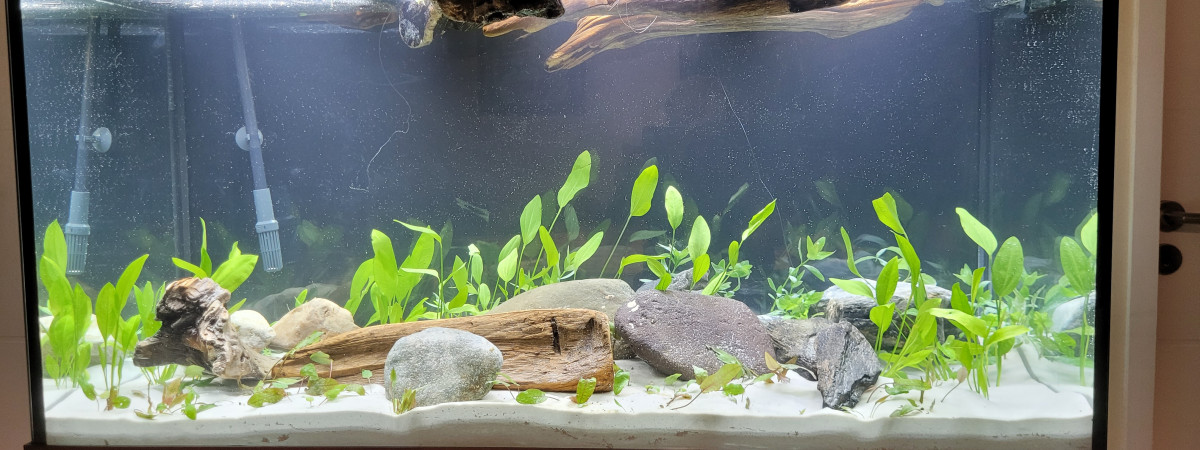 aquarium Aquarium pH 8 Juwel 350 2025