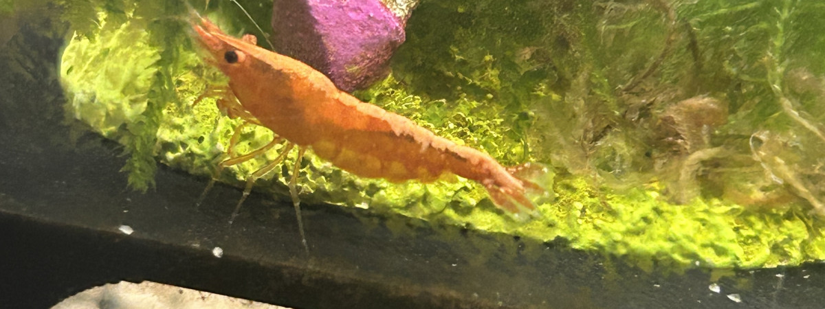 aquarium Jungle guppy