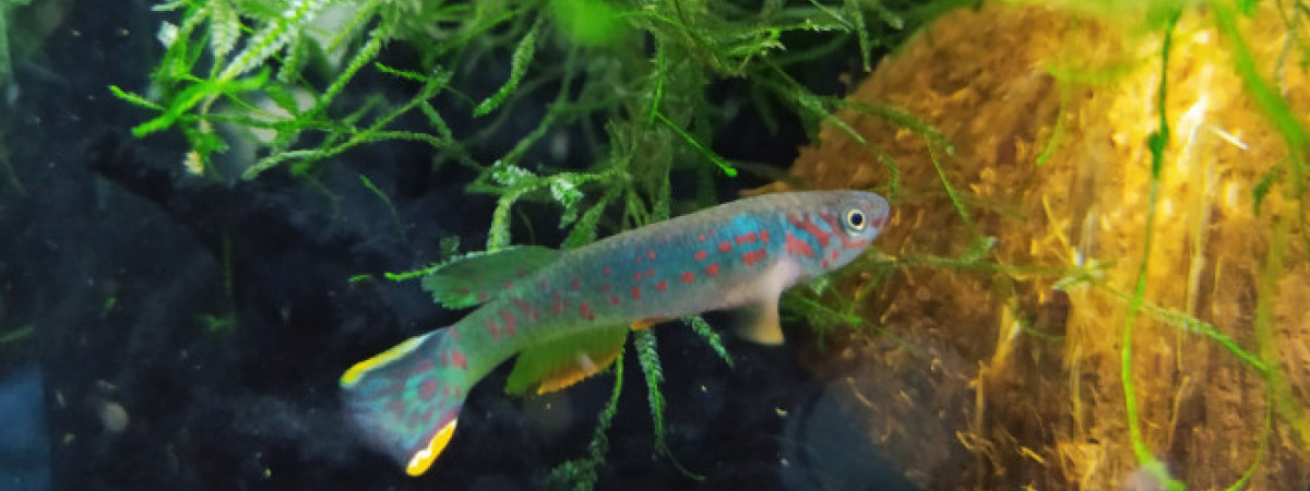 aquarium 134 01 Male Fundulopanchax scheeli